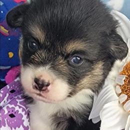 Lilac bandana girl - Black and tan female Pembroke Welsh Corgi puppy in Cherokee, Oklahoma from MCS Farms-OK