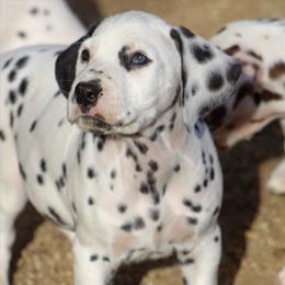 Male 2 - White and black male Dalmatian puppy in Lake Mathews, California from Bully Market