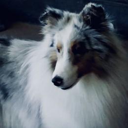 Shetland Sheepdog puppies from September Morning Shelties