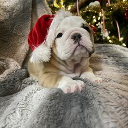 Bulldog Puppies from Semper Fi Bulldogs