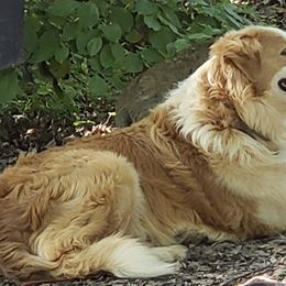 English Shepherds from Middle Tree Farm