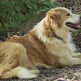 English Shepherds from Middle Tree Farm