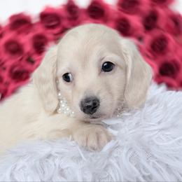 Zara - Cream female Dachshund puppy in Richmond, Virginia from Irresistible Dachshunds & Cavaliers
