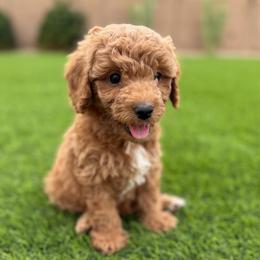 Daisy - Red  female Goldendoodle puppy in Phoenix, Arizona from Doodles of the Desert