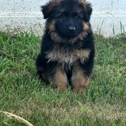 Girl 3 - Black and red female German Shepherd puppy in Sumner, Iowa from Vom Wilke Kennels