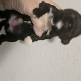 Tootsie Roll - Black and white female Shih Tzu puppy in Carthage, Missouri from Cooley's Cuddle Pups