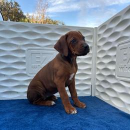 Grey - Rd whtn blk nose female Rhodesian Ridgeback puppy in Ocala, Florida from DogWood Kennels