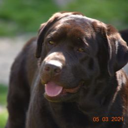 French Bulldog and Labrador Retriever Puppies from Gainesfield Labradors