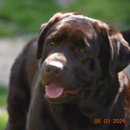 French Bulldog and Labrador Retriever Puppies from Gainesfield Labradors