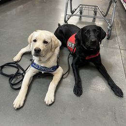 Labrador Retriever Puppies from Wagador Labrador Retrievers