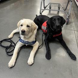 Labrador Retriever Puppies from Wagador Labrador Retrievers