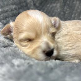 Vega - White male Coton de Tulear puppy in Howard City, Michigan from Petite Joie Puppies