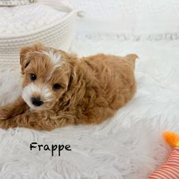 Frappe - Cream male Poodle puppy in Florida from Adorable Toy-Miniature Poodles