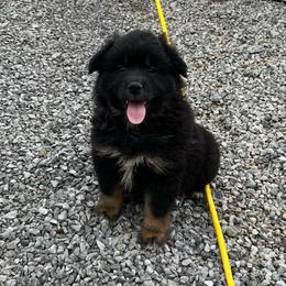 Maleficent - Black tri-color female Australian Shepherd puppy in Whitwell, Tennessee from Owl Hollow Farm