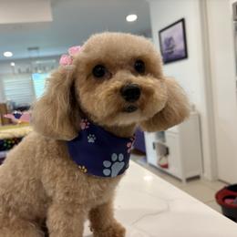 Poodle puppies from Star Catcher Pups