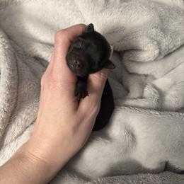 Little Onyx Baby - Blue and gold female Yorkshire Terrier puppy in Hope, Indiana from DJ Yorkies
