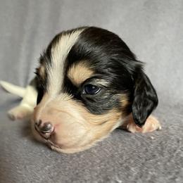 Boy 2 - Black and tan male Dachshund puppy in Valley Springs, California from Robin’s Dachshunds
