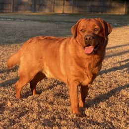 Blue - Labrador Retriever