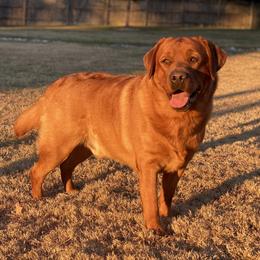 Blue - Labrador Retriever