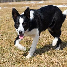 Bryn - Border Collie