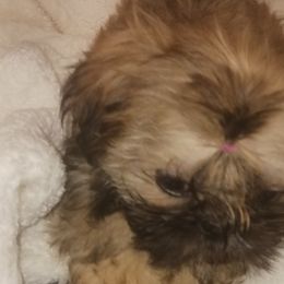 Shih Tzu Puppies from Peterson Shih Tzus