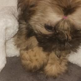 Shih Tzu Puppies from Peterson Shih Tzus