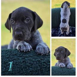 German Shorthaired Pointer Puppies from Vladimir Nikolayev