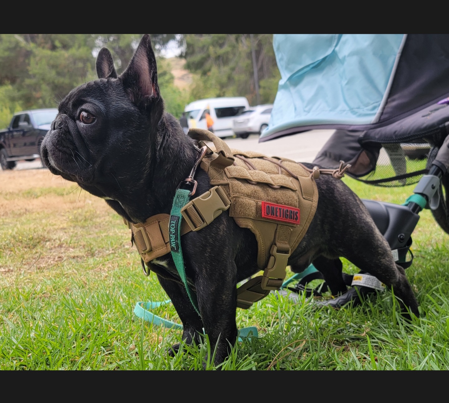 Ky - French Bulldog