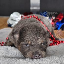 Pepper's Billie Jean - Billie - Blue and tan female Pomeranian puppy in Plant City, Florida from Pepper's Pomeranians