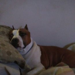 American Staffordshire Terrier Puppies from Diane Guilmette