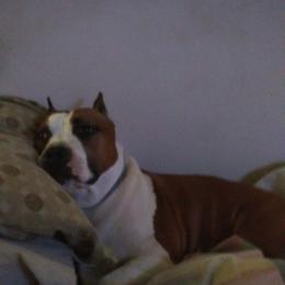 American Staffordshire Terrier Puppies from Diane Guilmette