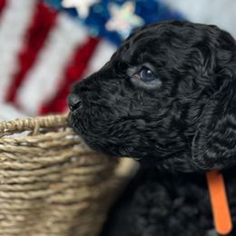 Goldendoodles from Golden Pond Doodle’s DFW