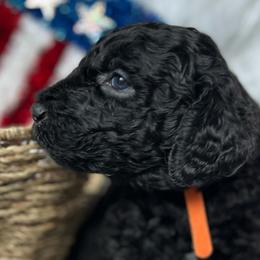 Goldendoodles from Golden Pond Doodle’s DFW
