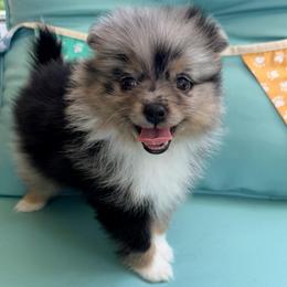 Faith - Blue merle female Pomeranian puppy in Clarksville, Tennessee from Bee Mine Maltipoos and Pomeranians