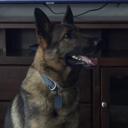German Shepherds from Providence Landhaus