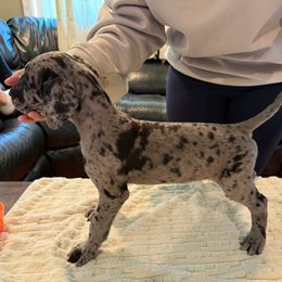 Tot - Merle female Great Dane puppy in Medford, New York from Alchemy Danes
