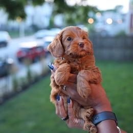 Blue - Red  male Goldendoodle puppy in Chicago, Illinois from Dos&CoKennels