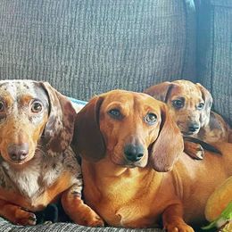 Dachshunds from Das Weinerhas Dachshunds