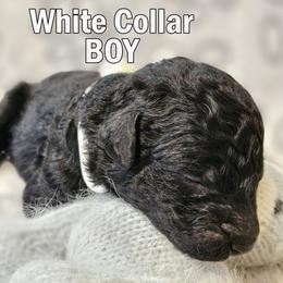 White Collar - Black male Double Doodle puppy in Jeddo, Michigan from Bert's Doodles