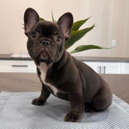 Chocolate - Liver male French Bulldog puppy in Smithfield, North Carolina from Roughneck Frenchies