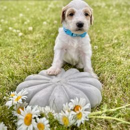 Goldendoodle Puppies from Daisys Doods
