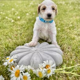 Goldendoodle Puppies from Daisys Doods