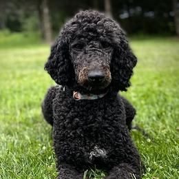 Lady - Poodle