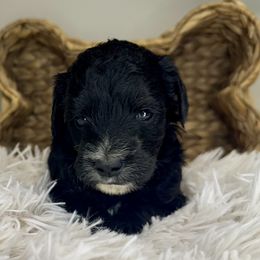 Girl 2 - Black and white female Bernedoodle puppy in Russiaville, Indiana from Pleasant Creek Minibernedoodles