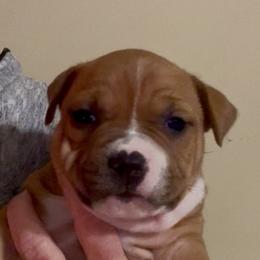 Cupid - Red female American Staffordshire Terrier puppy in Marietta, Georgia from Ambition Amstaffs