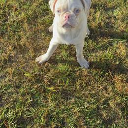 Ragnar - Pug