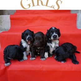 Portuguese Water Dog Puppies from Yellowstone Porties