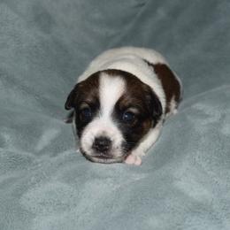 Joy Boy 2 - White and tan male Russell Terrier puppy in Middletown, Virginia from DBF Russell Terriers
