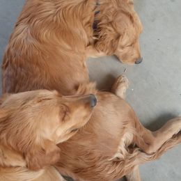 Golden Retrievers from Tammy's Golden Acres