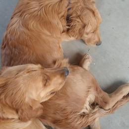 Golden Retrievers from Tammy's Golden Acres